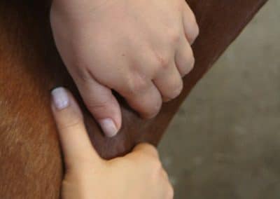 Massage cheval | Jessica Rainer, ostéopathe animalier cheval chien chat