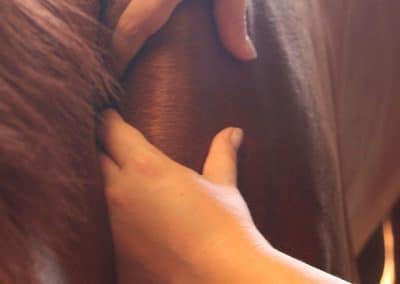 Massage cheval | Jessica Rainer, ostéopathe animalier cheval chien chat