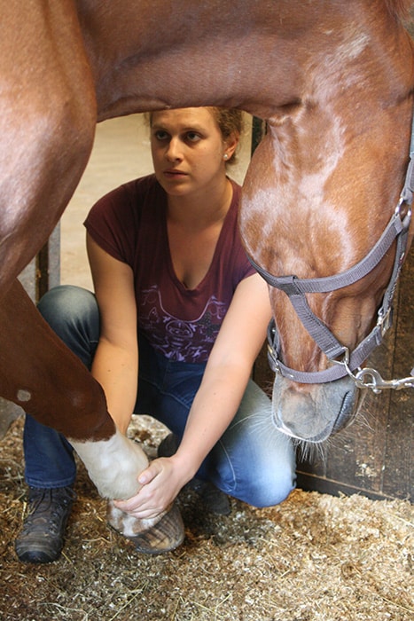 Ostéopathie cheval | Jessica Rainer, ostéopathe animalier cheval chien chat