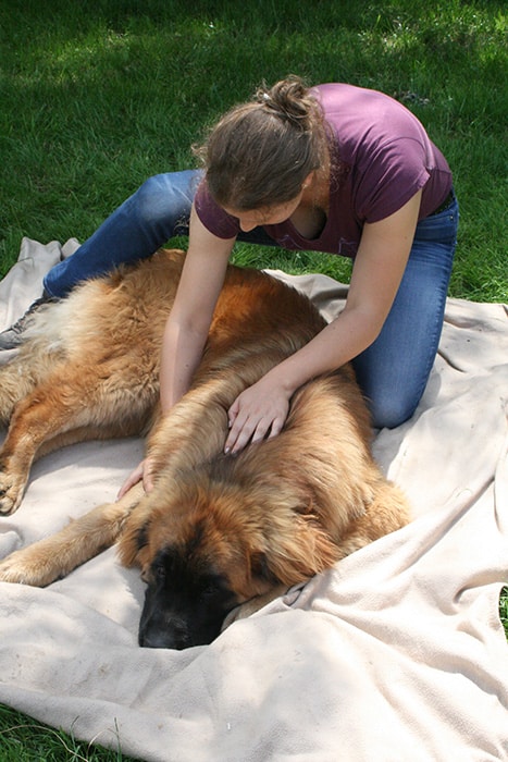 Ostéopathie chien | Jessica Rainer, ostéopathe animalier cheval chien chat