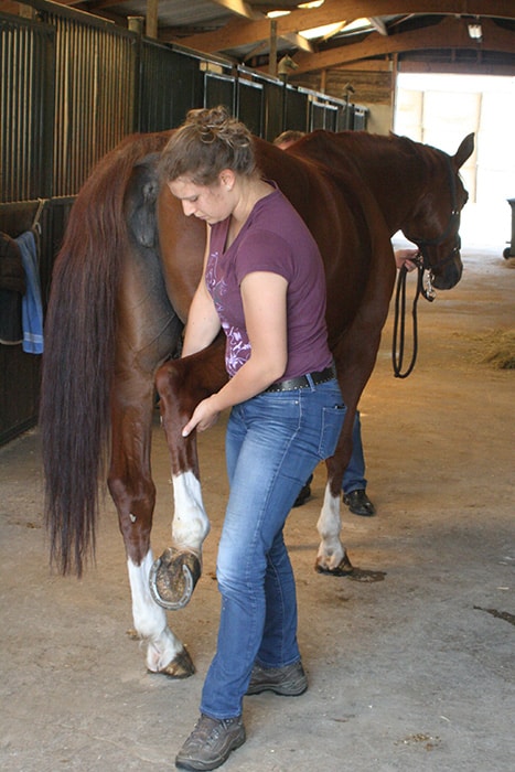 Ostéopathie cheval, Stretching, Physiothérapie | Jessica Rainer, ostéopathe animalier cheval chien chat