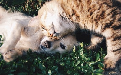 Ostéopathie: mon chien/chat en a-t-il besoin?
