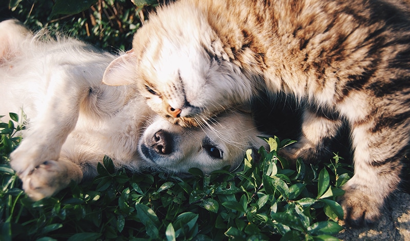 Besoin ostéopathie chien chat | Jessica Rainer, ostéopathe animalier cheval chien chat